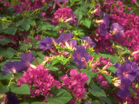 Снова цветы