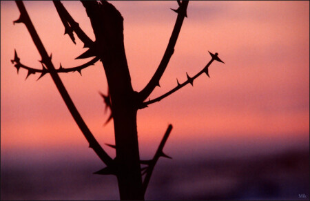 Колючка на фоне заката...