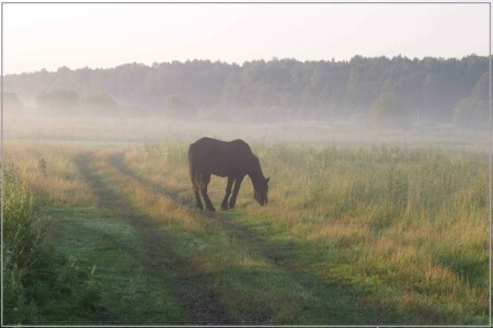 Лошадь в тумане.