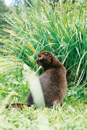 Портрет кота фотографа...