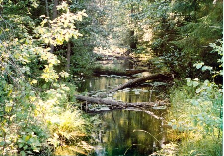 Ручей в лесу