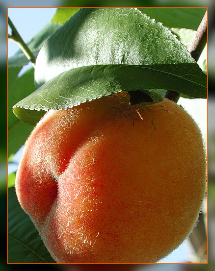 Кожица персика. Персик. Женский персик. Спелый персик. Мохнатый персик.
