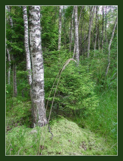 Летние зарисовки