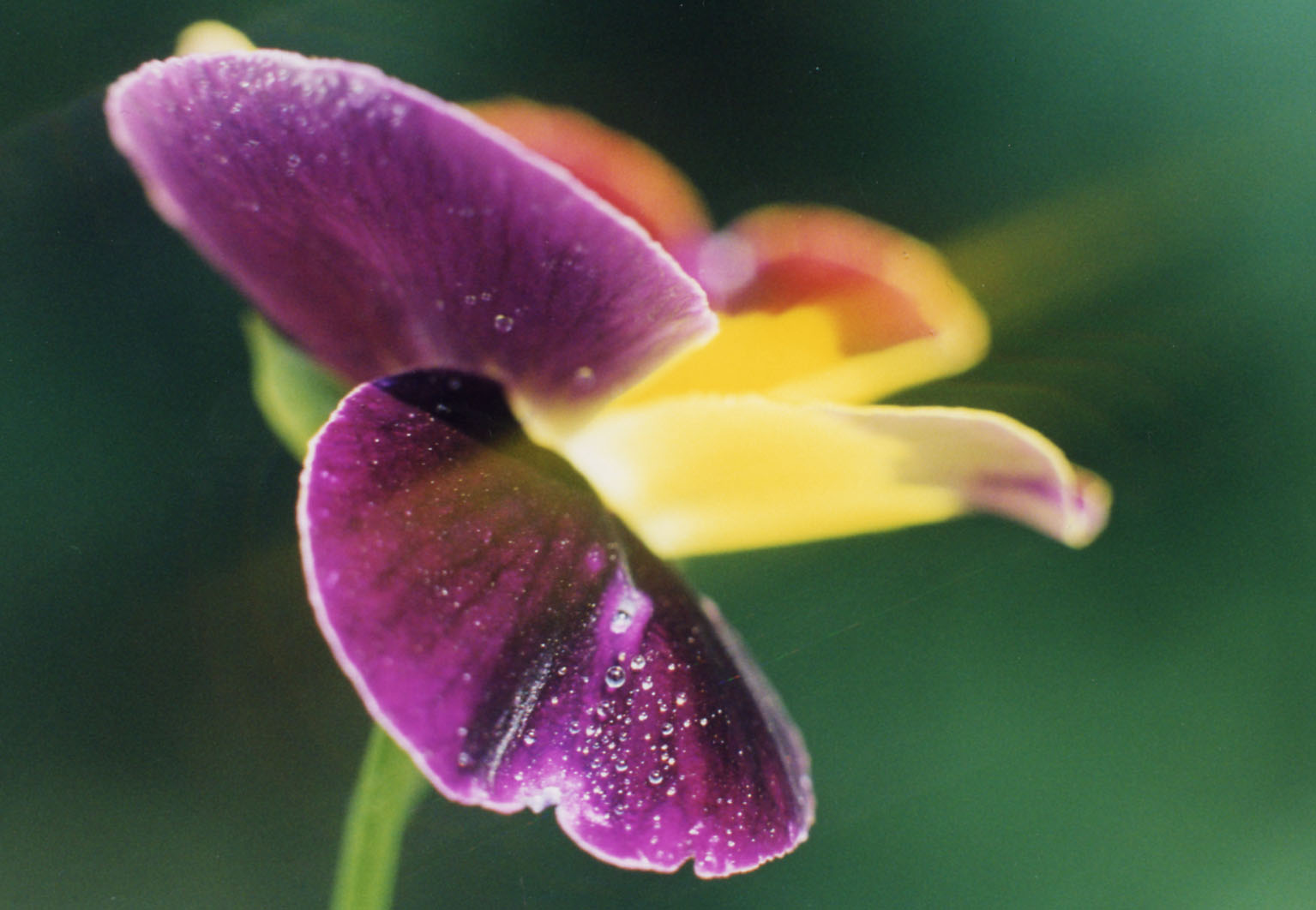 Violet