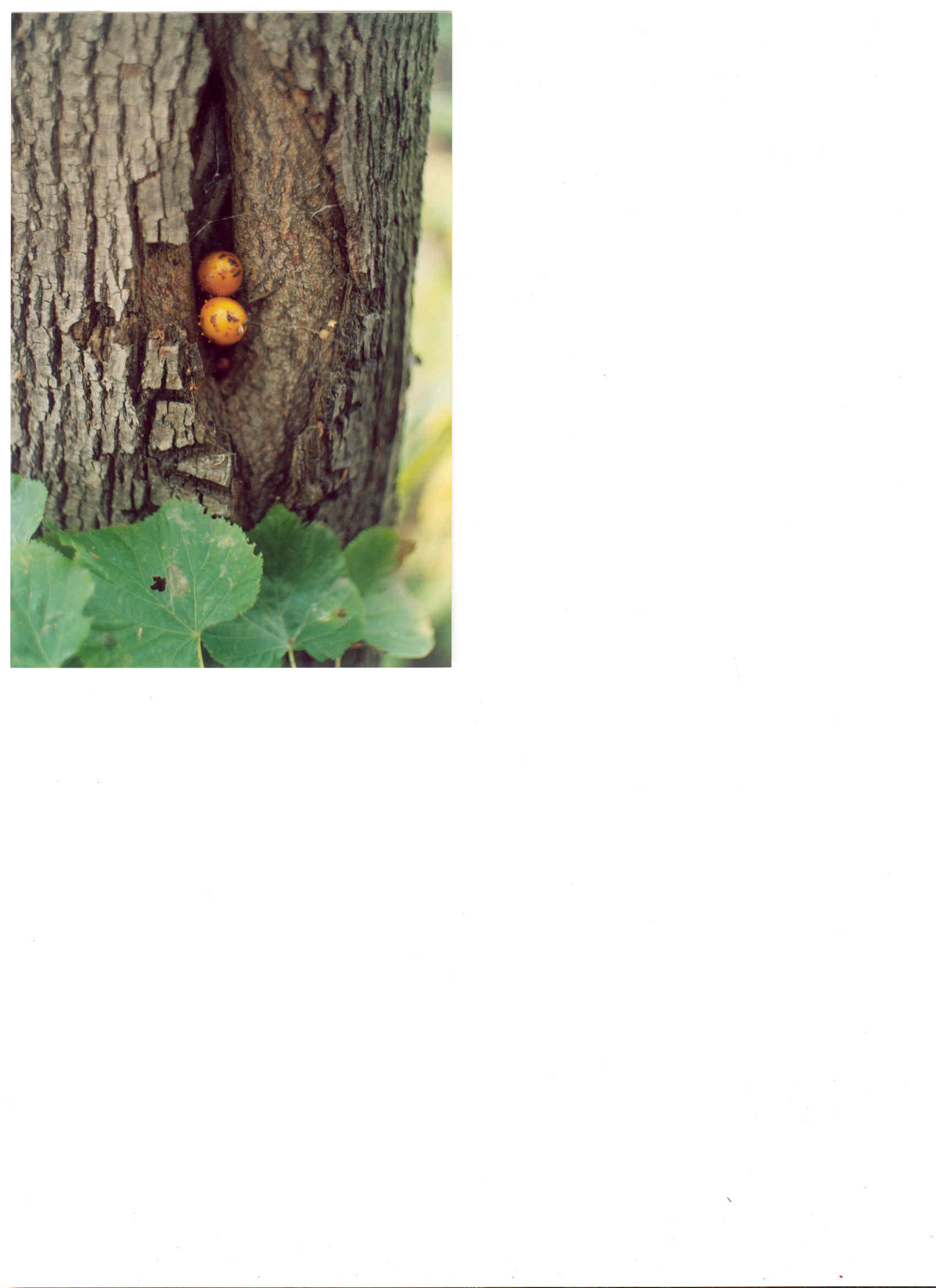 Champignon