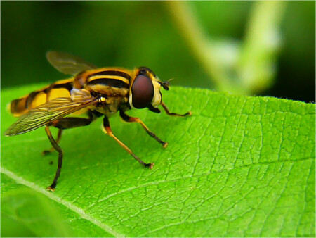 Bzzzz.......