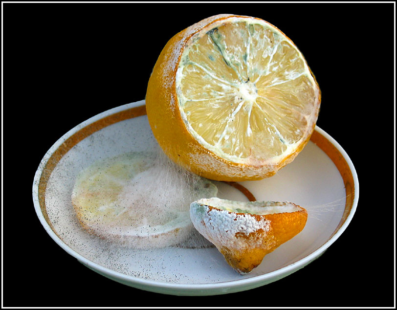 Натюрморт с лимоном и плесенью.