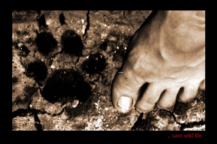 Save wild life