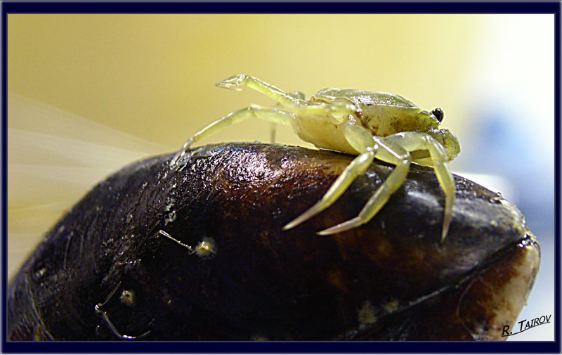 crab&mussel