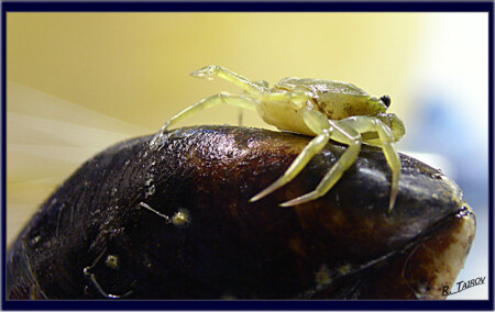 crab&mussel