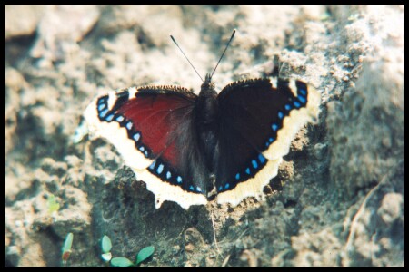 И свет и тень.