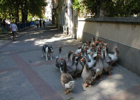 Гуси, гуси, га-га-га!!!