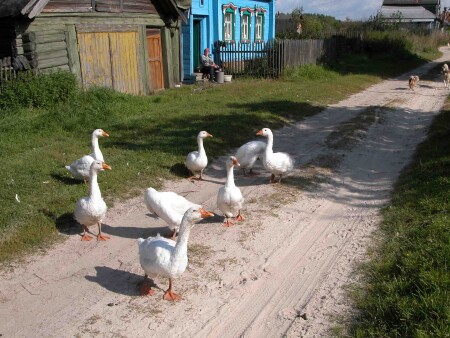 Гуси-Лебеди