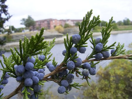 Пятьдесят одна