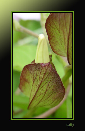 новорожденный