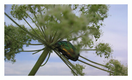 beetle