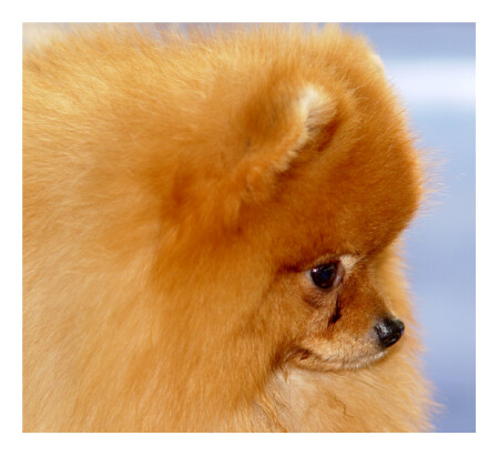 рыжее облачко