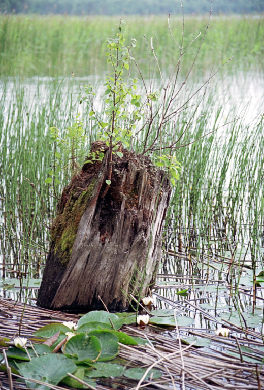 пенек в воде - 2