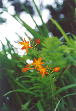 A flower