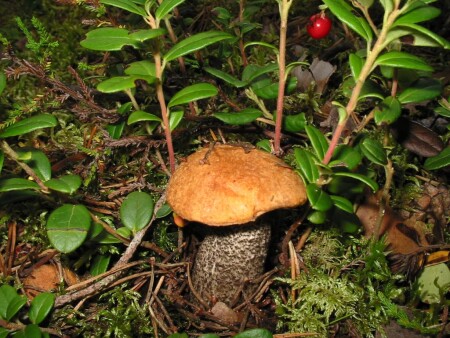 Подосиновик