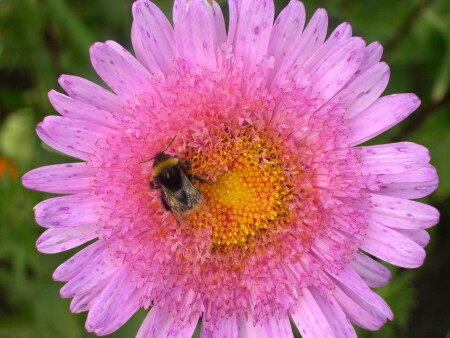 Еше раз про шмеля