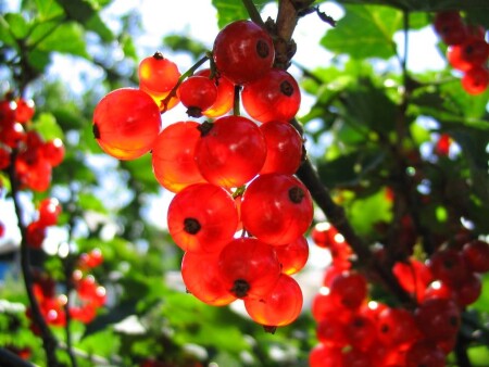 Налилась....