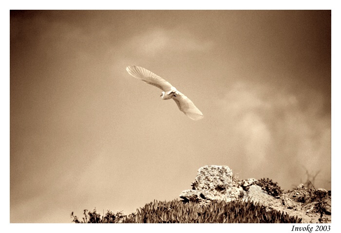 FLIGHT