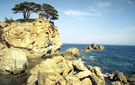 И на камнях растут деревья