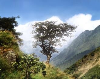 &quot;Бонсай&quot;