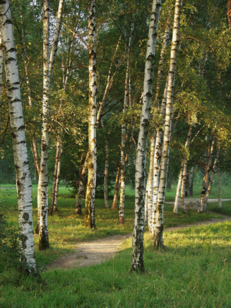 Роща