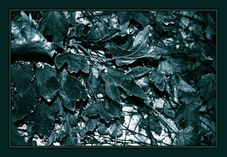 Silvered Autumn