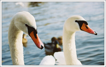 Белые гордые птицы