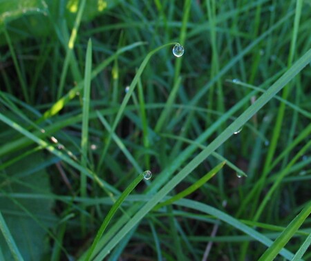 В зелени травы