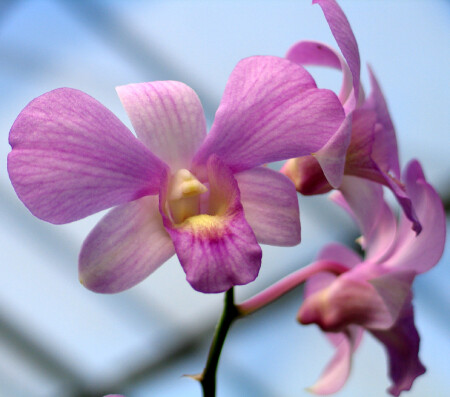 Орхидея... А так на бабочку похожа :)