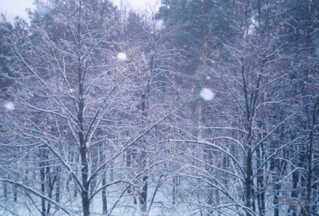 Зимний лес