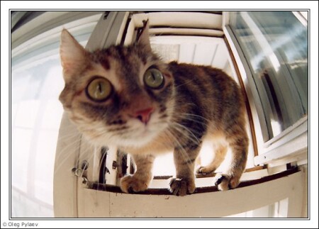 Незванный гость