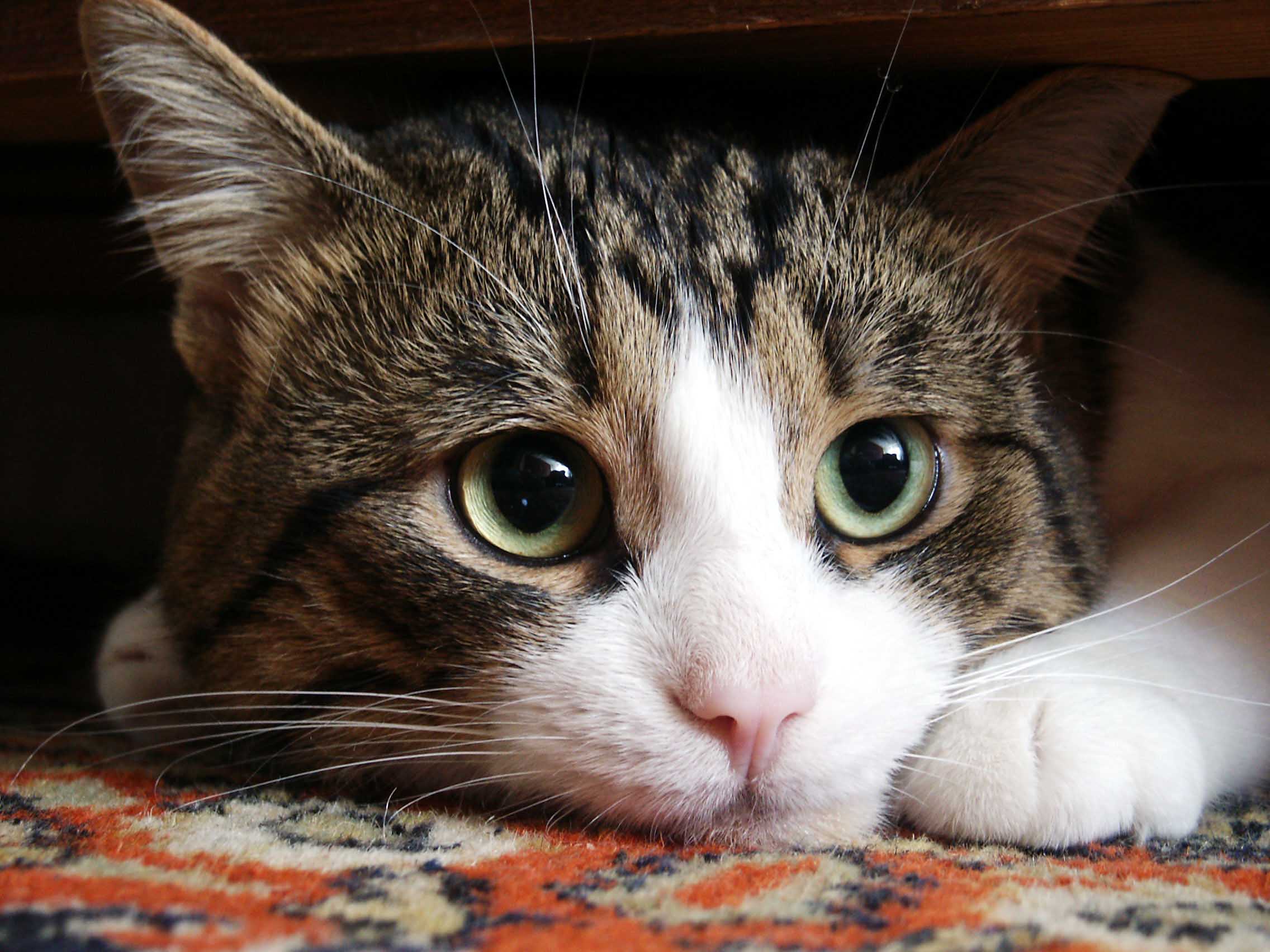 Мой кот