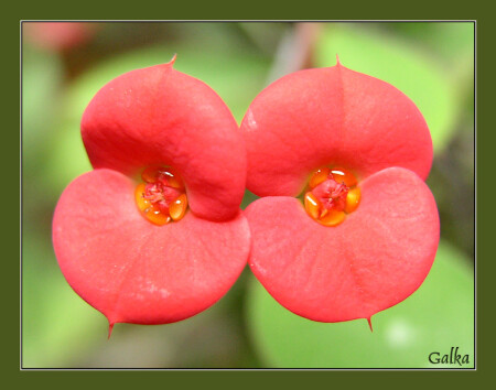 сладкие язычки