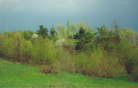 После дождя