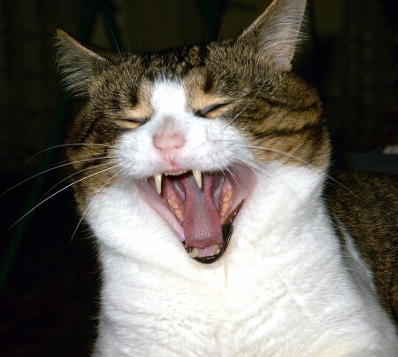 Почти тигр...