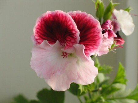 "Лети ко мне!.."