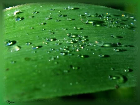 Жемчужное поле