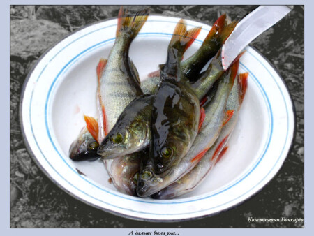 А дальше была уха...