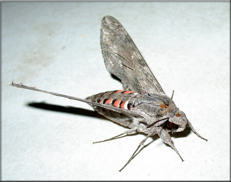 Турецкая бабочка...