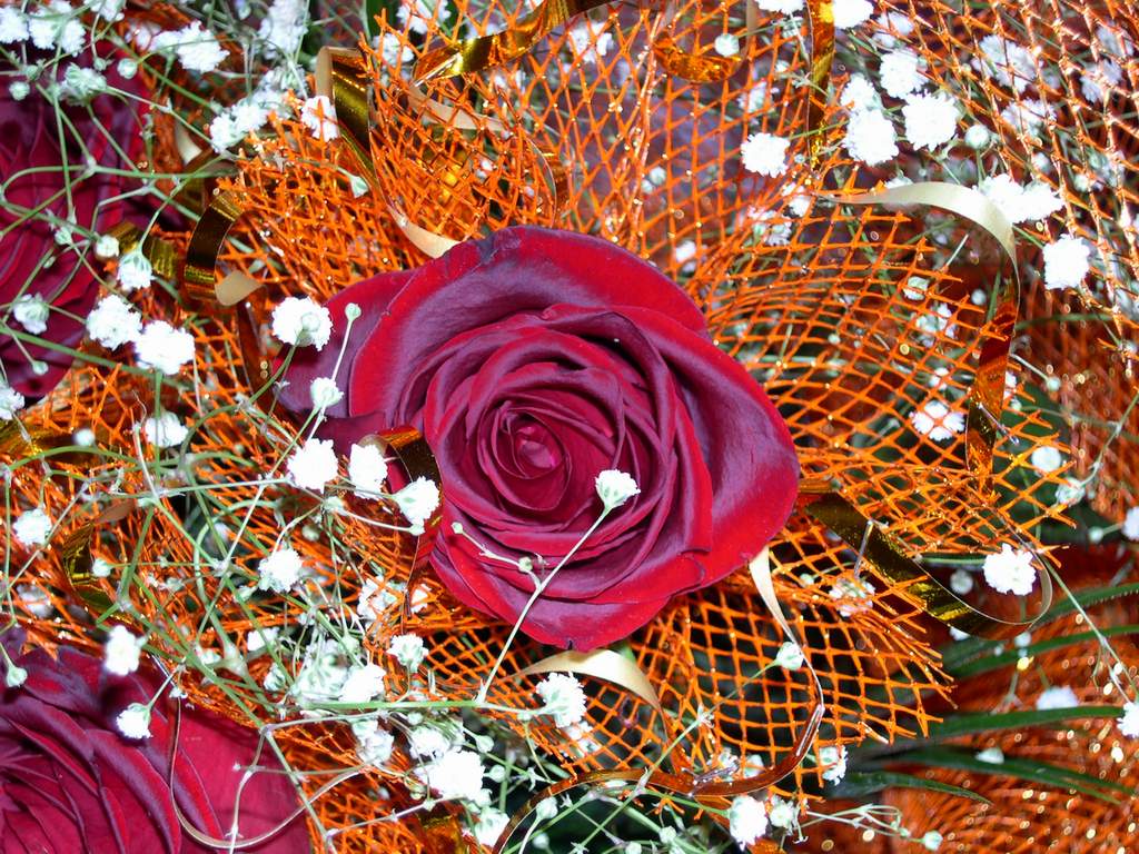 A rosa upala na ....