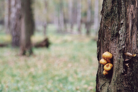 Идентификация осени