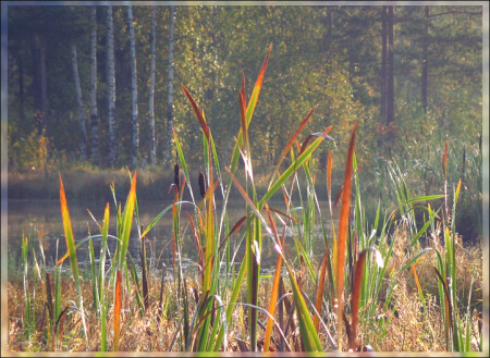 бабье лето. утро.