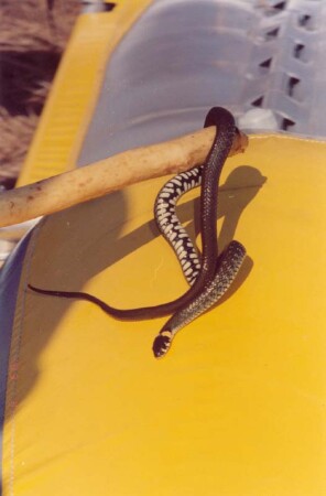 The Grass Snake