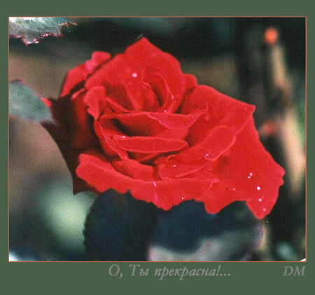 О, Ты прекрасна!...