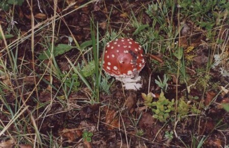 Ядовитая красота